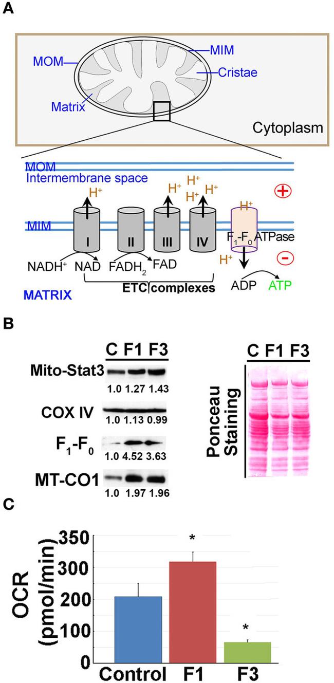 MTCO1 Antibody in Western Blot (WB)