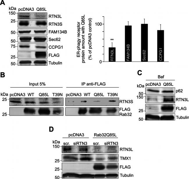 RTN3 Antibody in Western Blot (WB)