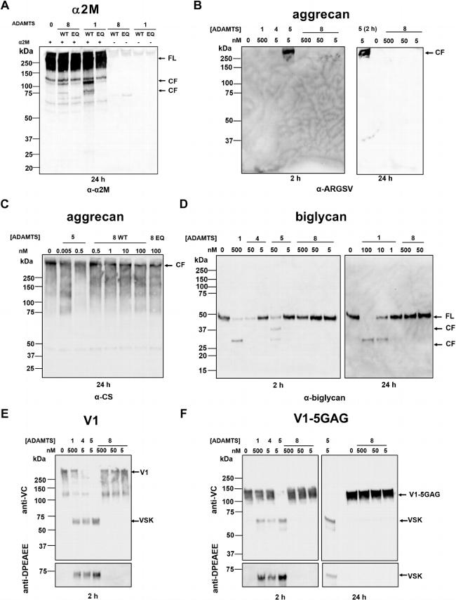 Aggrecan Antibody in Western Blot (WB)