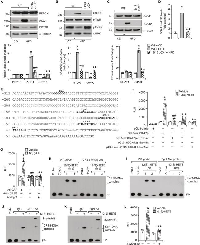 DGAT2 Antibody in Western Blot (WB)