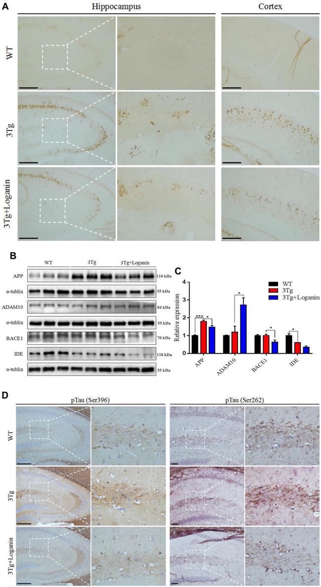 Phospho-Tau (Ser262) Antibody in Immunohistochemistry (IHC)