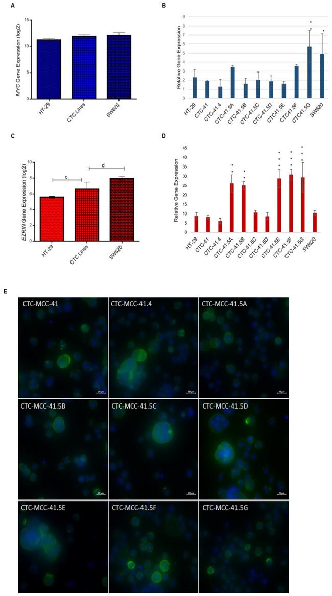 Ezrin Antibody in Immunocytochemistry (ICC/IF)