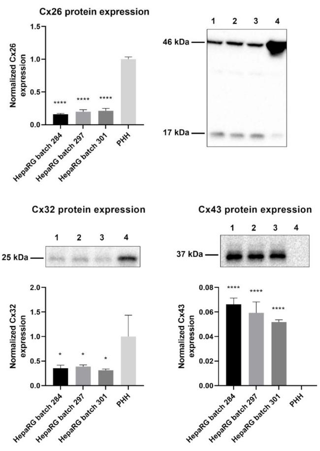 Connexin 26 Antibody in Western Blot (WB)