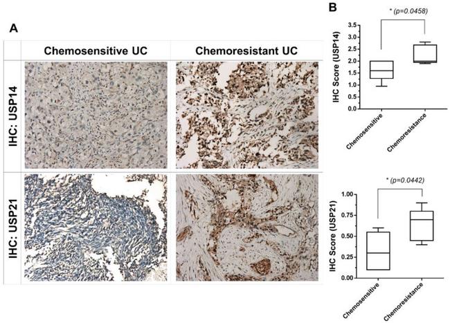 USP14 Antibody in Immunohistochemistry (IHC)