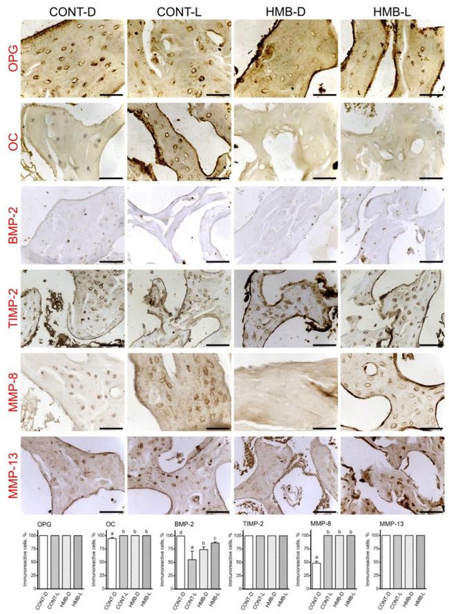 BMP-2 Antibody in Immunohistochemistry (IHC)