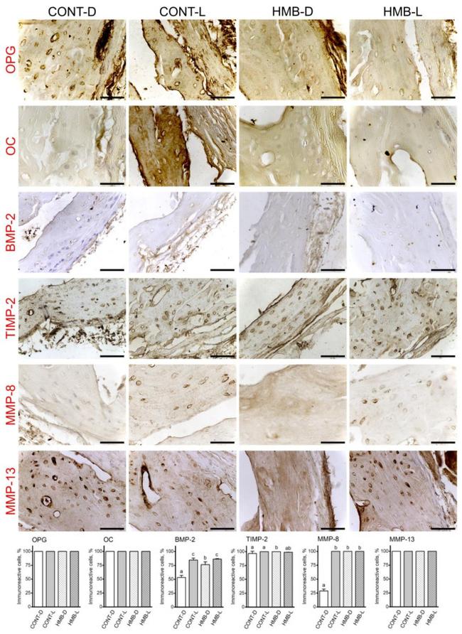 BMP-2 Antibody in Immunohistochemistry (IHC)