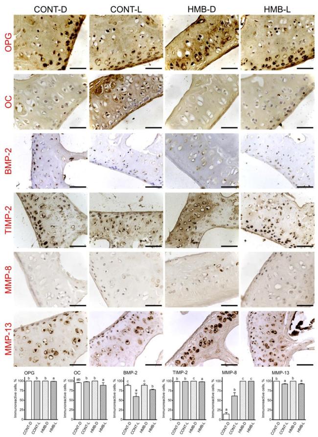 BMP-2 Antibody in Immunohistochemistry (IHC)