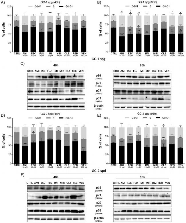 p14ARF Antibody in Western Blot (WB)