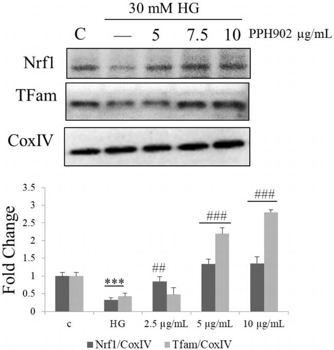 NRF1 Antibody in Western Blot (WB)