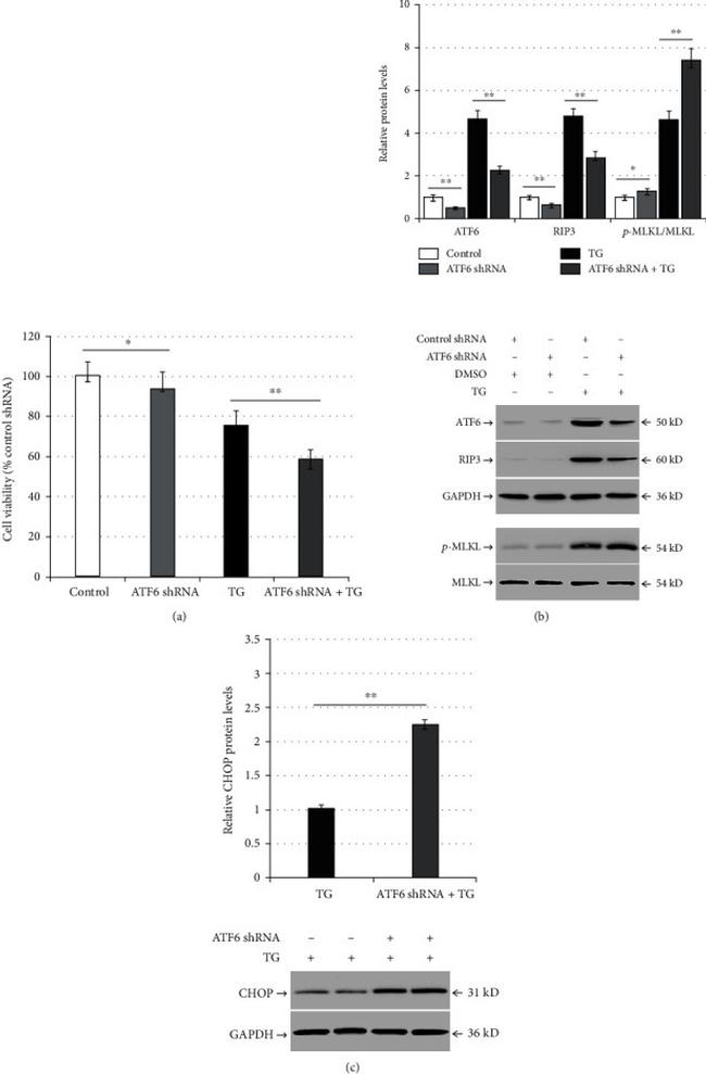 MLKL Antibody in Western Blot (WB)