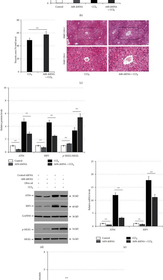 MLKL Antibody in Western Blot (WB)