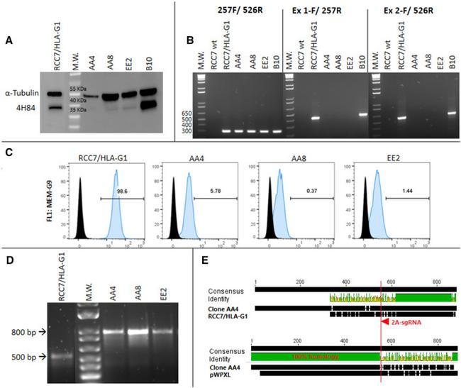 HLA-G Antibody in Flow Cytometry (Flow)