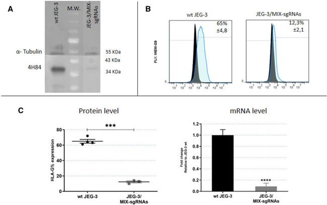 HLA-G Antibody in Flow Cytometry (Flow)