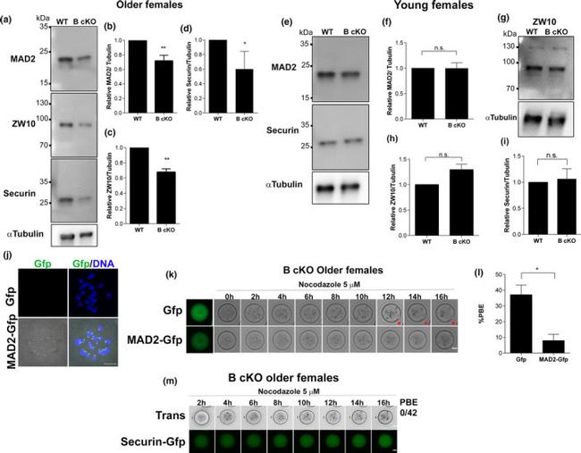 Securin Antibody in Western Blot (WB)