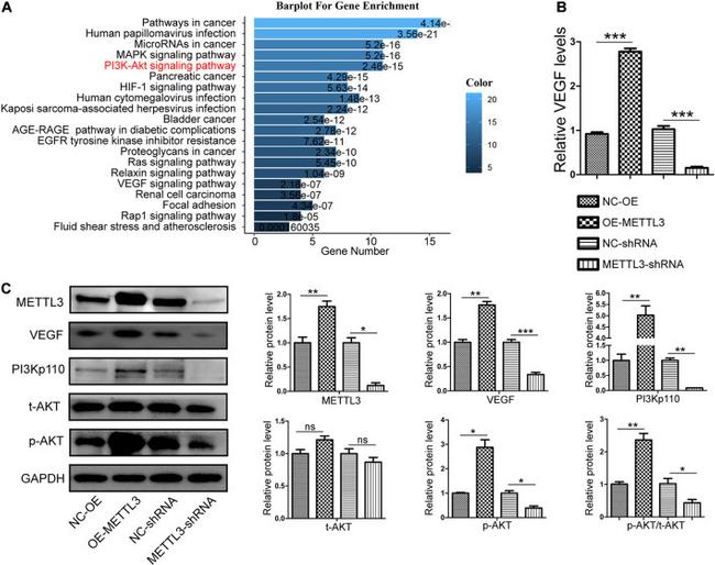 VEGF Antibody in Western Blot (WB)