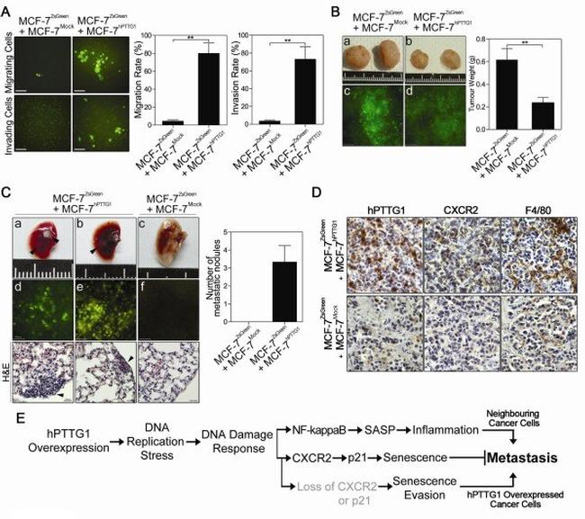 Securin Antibody in Immunohistochemistry (IHC)