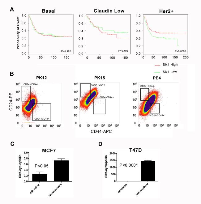 CD24 Antibody in Flow Cytometry (Flow)