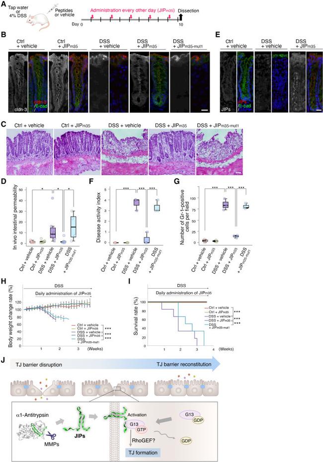 Claudin 3 Antibody in Immunohistochemistry (IHC)