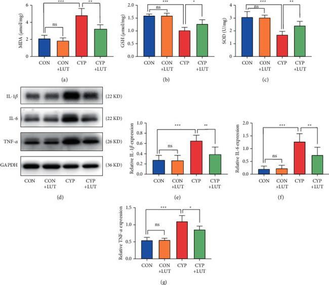 IL-6 Antibody in Western Blot (WB)