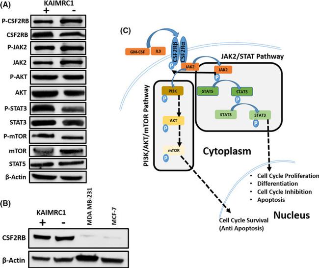 JAK2 Antibody in Western Blot (WB)