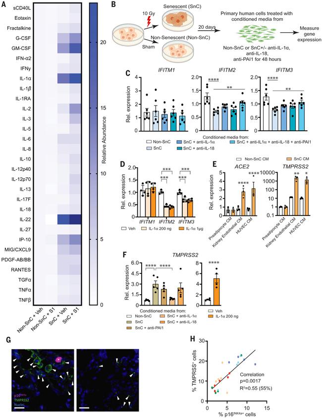 IL-18 Antibody in Neutralization (Neu)