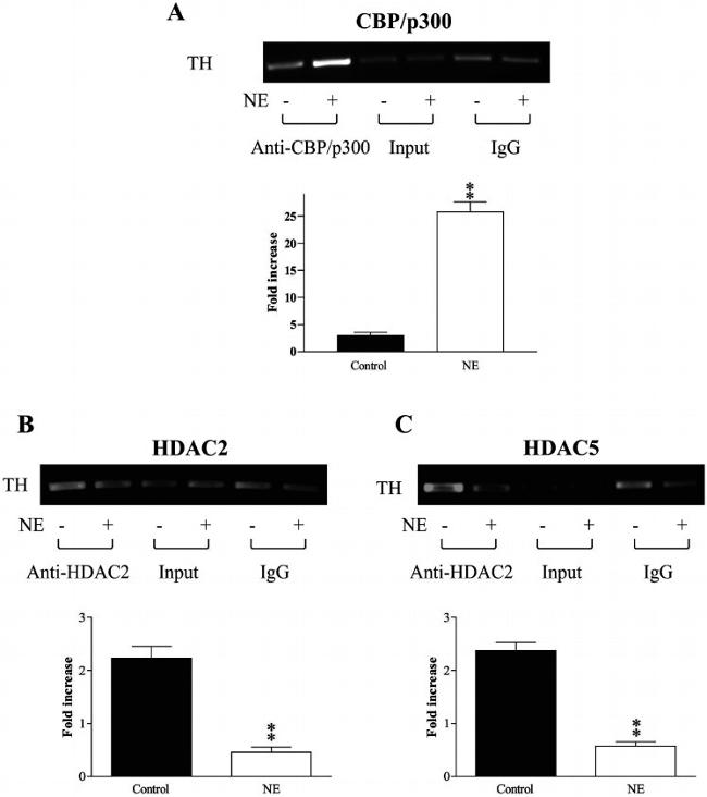 HDAC2 Antibody in Immunoprecipitation (IP)