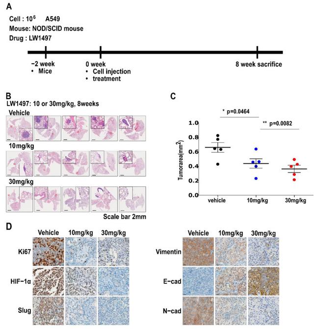 HIF1A Antibody in Immunohistochemistry (IHC)