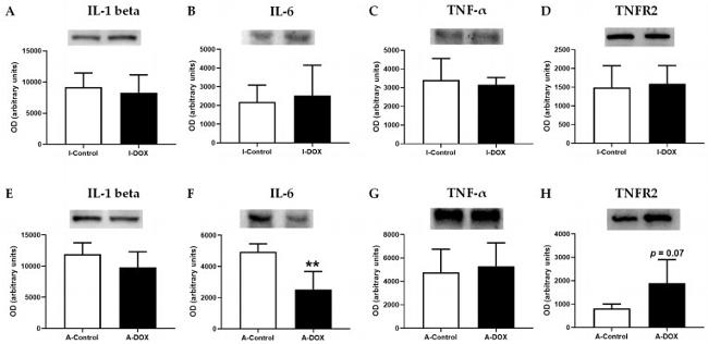 IL-1 beta Antibody in Western Blot (WB)