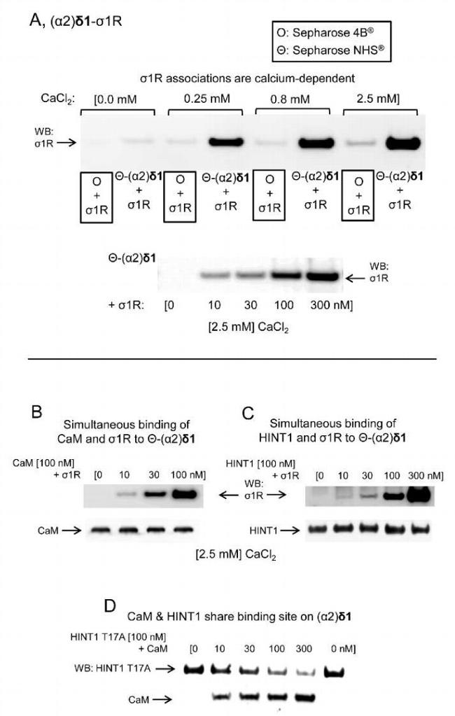 Sigma-1 Receptor Antibody in Western Blot (WB)