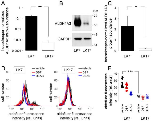 ALDH1A3 Antibody in Western Blot (WB)