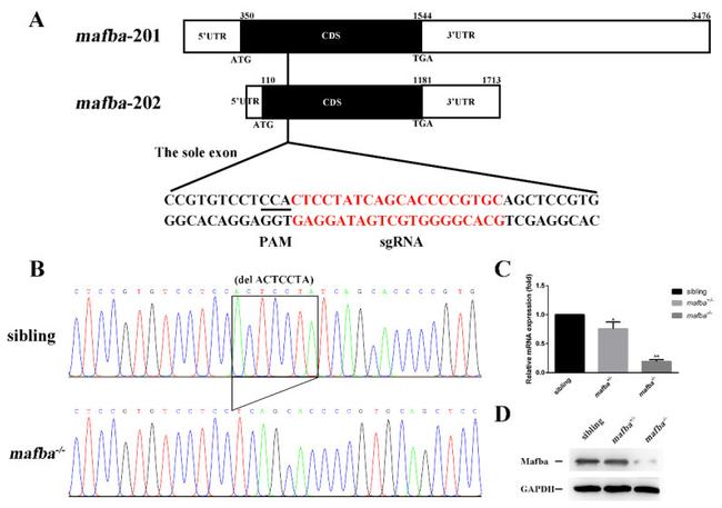 MAFB Antibody in Western Blot (WB)