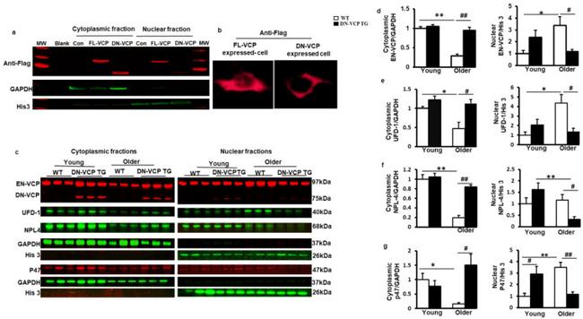 VCP Antibody in Western Blot (WB)