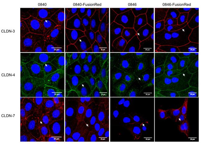 Claudin 3 Antibody in Immunocytochemistry (ICC/IF)