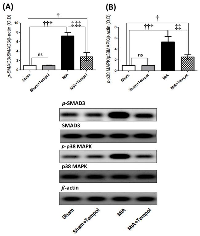 SMAD3 Antibody in Western Blot (WB)