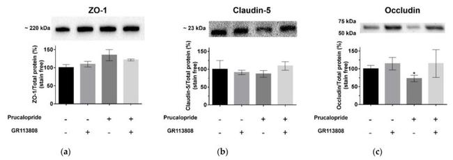 Occludin Antibody in Western Blot (WB)