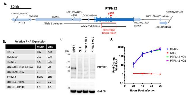 PTPN12 Antibody in Western Blot (WB)