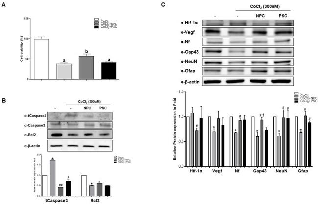 BDNF Antibody in Western Blot (WB)