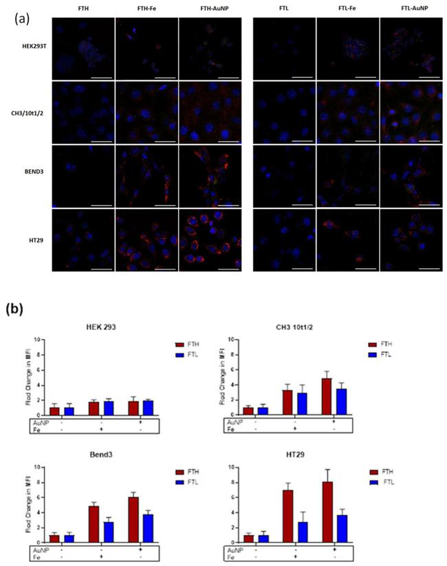 Ferritin Light Chain Antibody in Immunocytochemistry (ICC/IF)