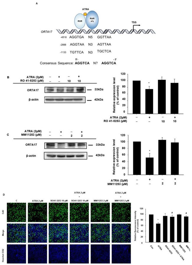 OR7A17 Antibody in Western Blot (WB)