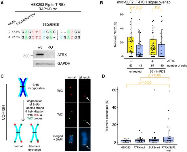 ATRX Antibody in Western Blot (WB)