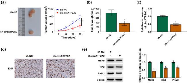 MYH9 Antibody in Western Blot (WB)