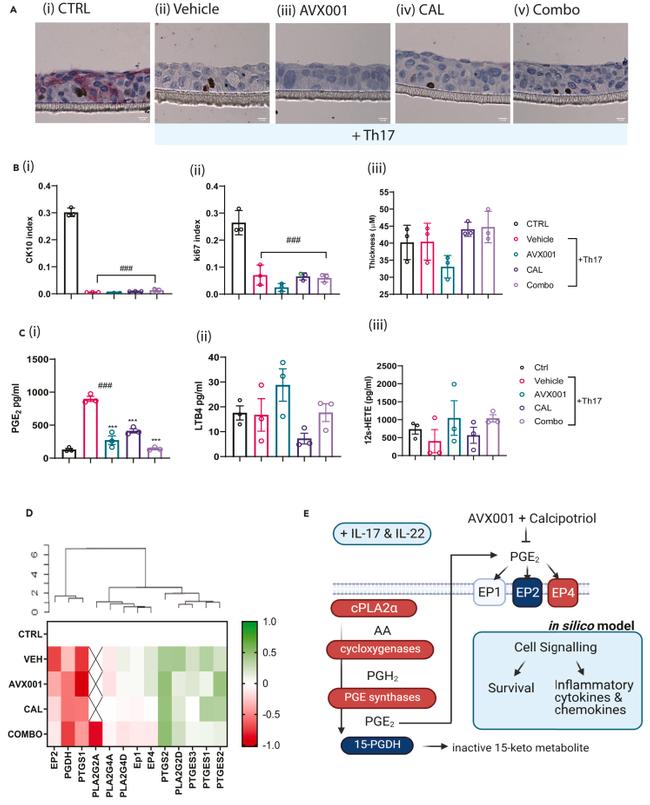 Cytokeratin 10 Antibody in Immunohistochemistry (IHC)