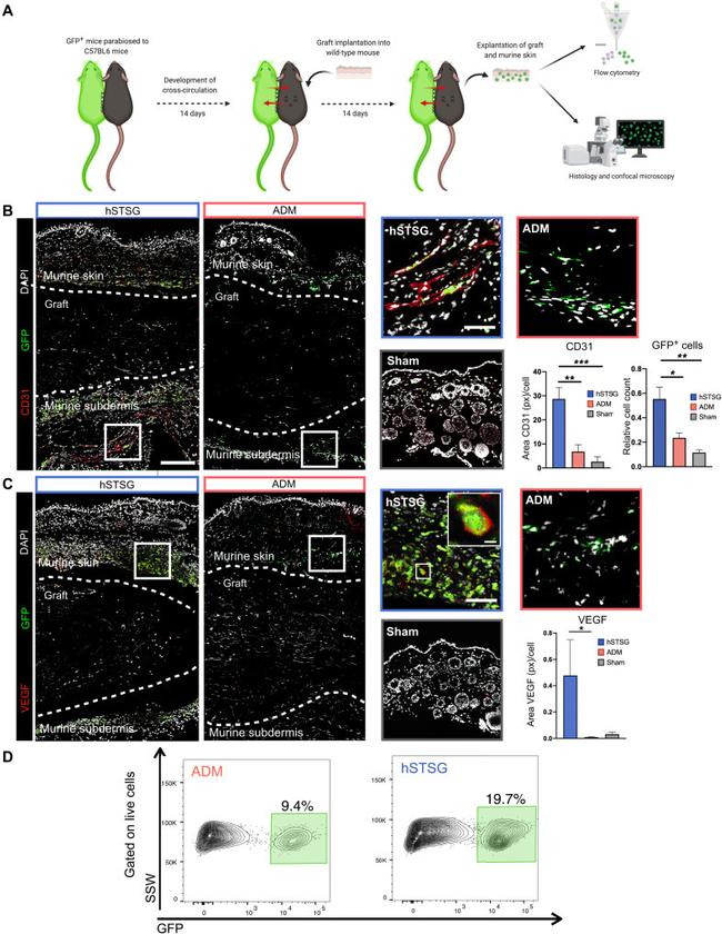 VEGF Antibody in Immunohistochemistry (IHC)