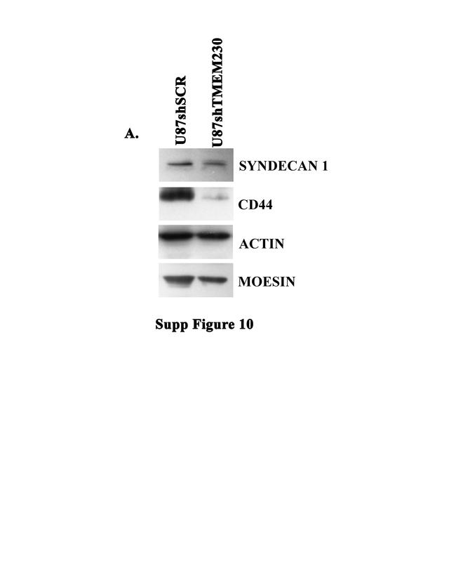 CD138 Antibody in Western Blot (WB)