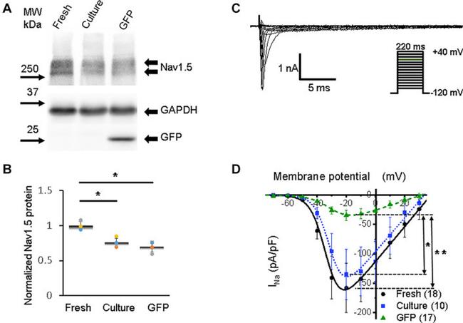 GAPDH Antibody in Western Blot (WB)