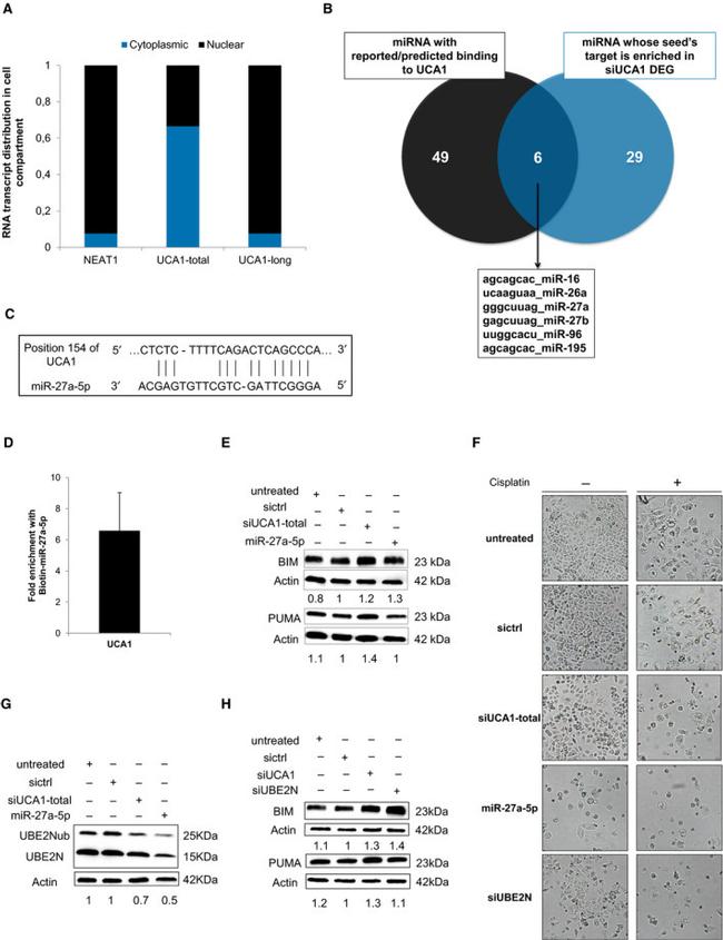 UBC13 Antibody in Western Blot (WB)