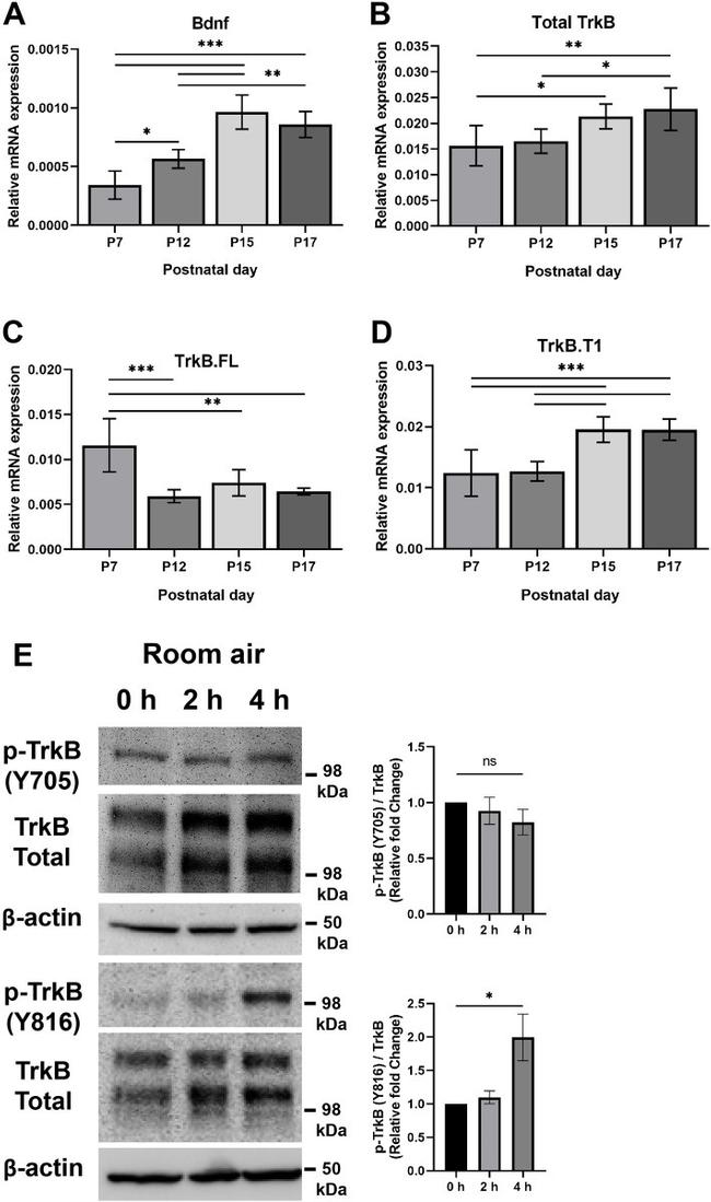 Phospho-TrkB (Tyr705) Antibody in Western Blot (WB)