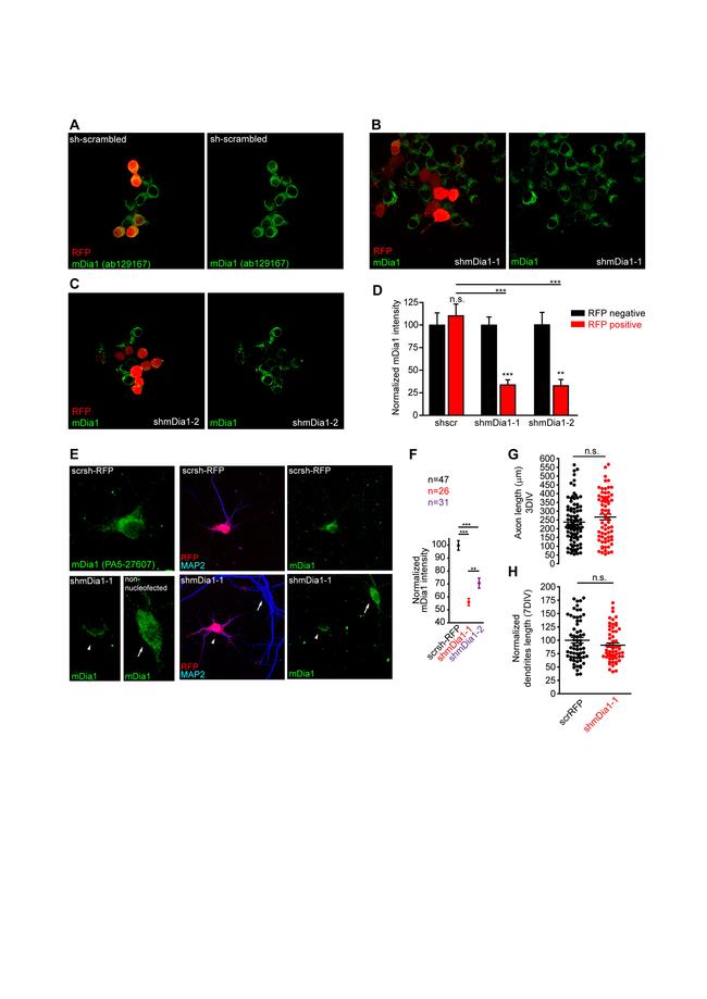 DIAPH1 Antibody in Immunocytochemistry (ICC/IF)