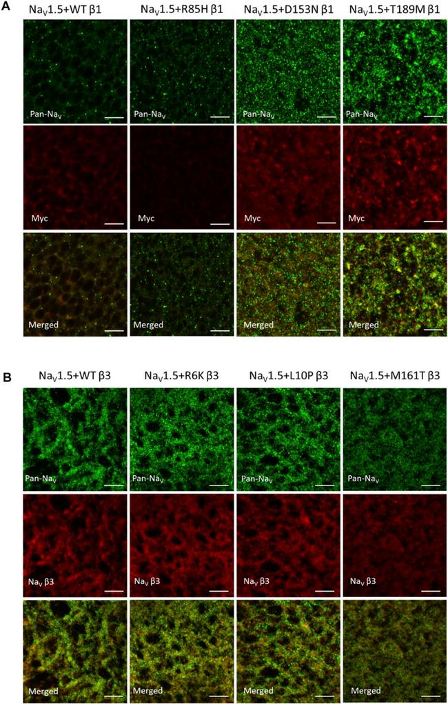 Myc Tag Antibody in Immunohistochemistry (IHC)