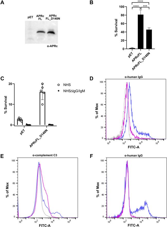 Complement C3 Antibody in Flow Cytometry (Flow)